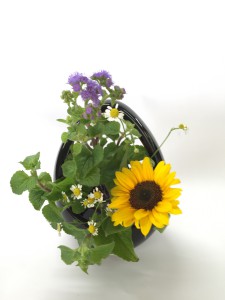 ８月　ヒマワリ